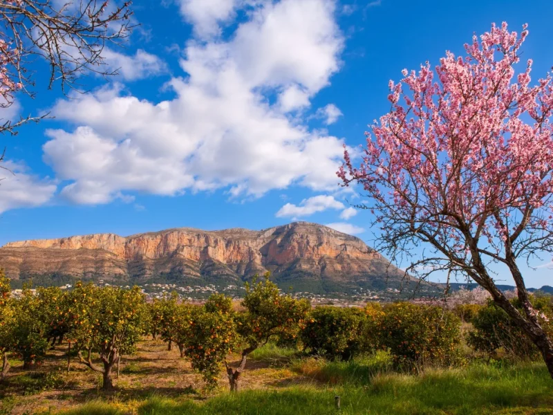 Vues panoramiques sur la montagne et les orangeraies