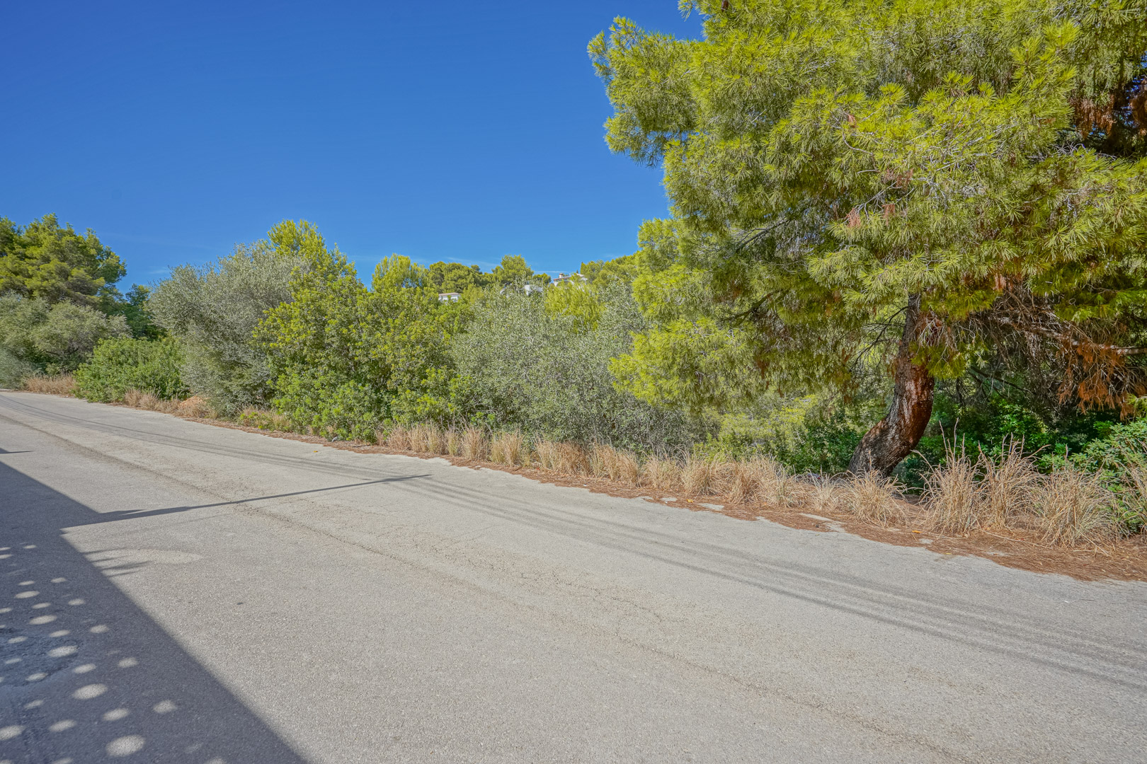 Vue de la route d'accès goudronnée à la parcelle, bordée de pins matures et d'une végétation méditerranéenne dense sous un ciel bleu dégagé.