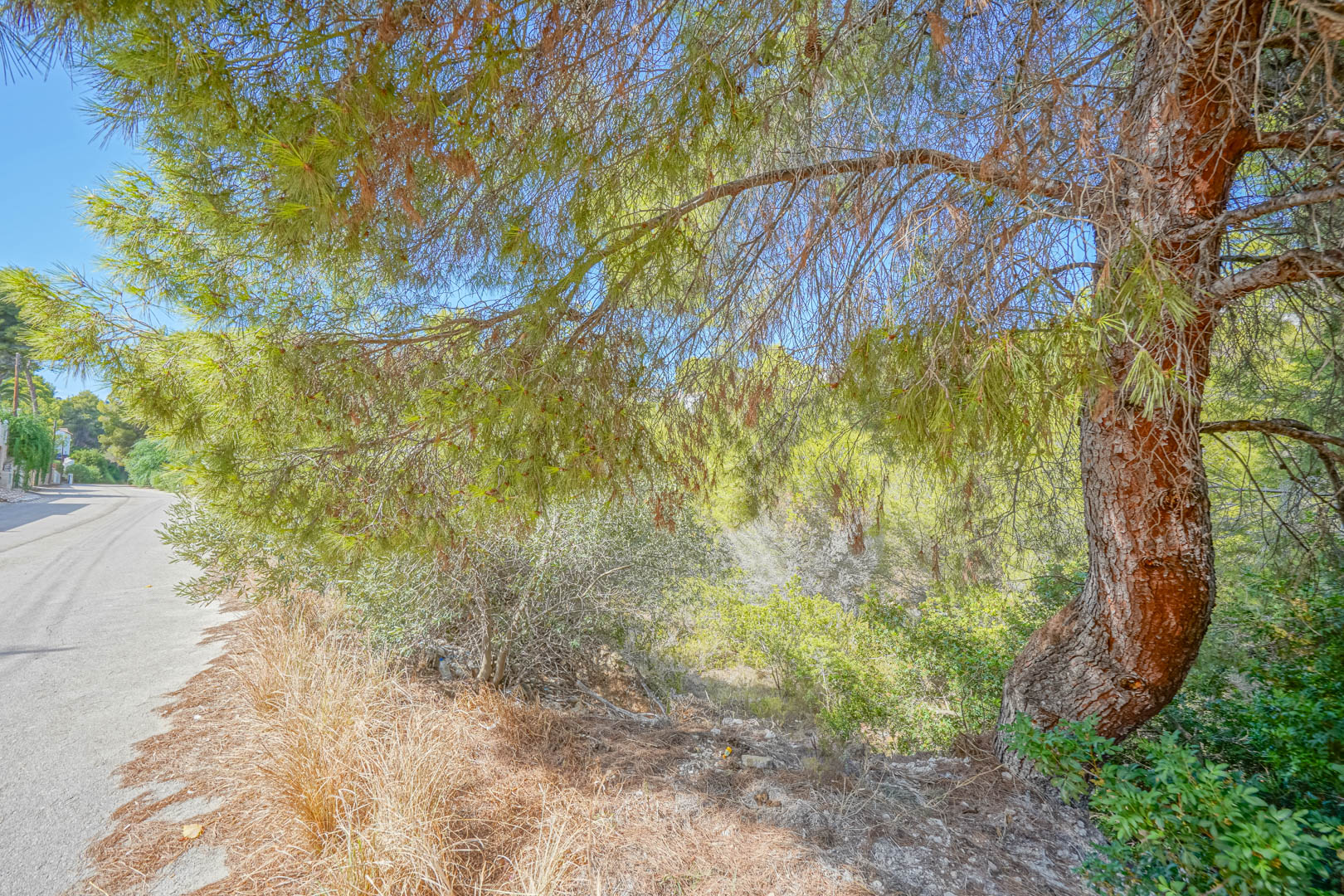 Vue depuis la route d'accès montrant le terrain arboré de pins matures et de végétation méditerranéenne typique sous un ciel dégagé.