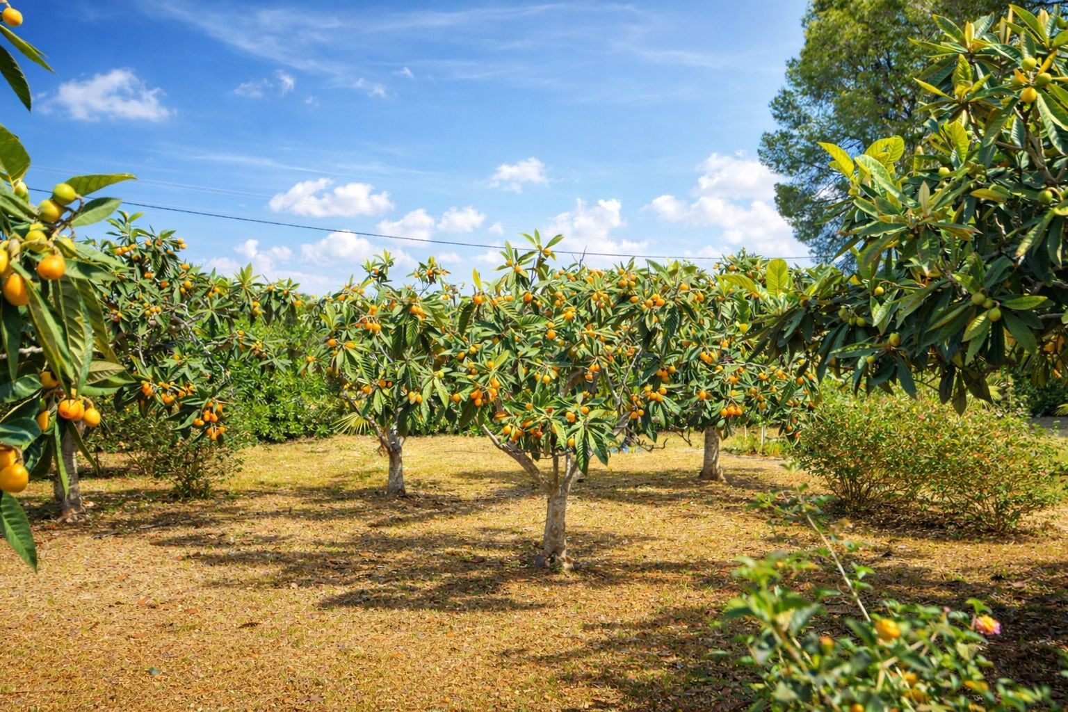 Verger privé composé de néfliers matures chargés de fruits. Un espace extérieur naturel baigné de soleil sous un ciel bleu dégagé.