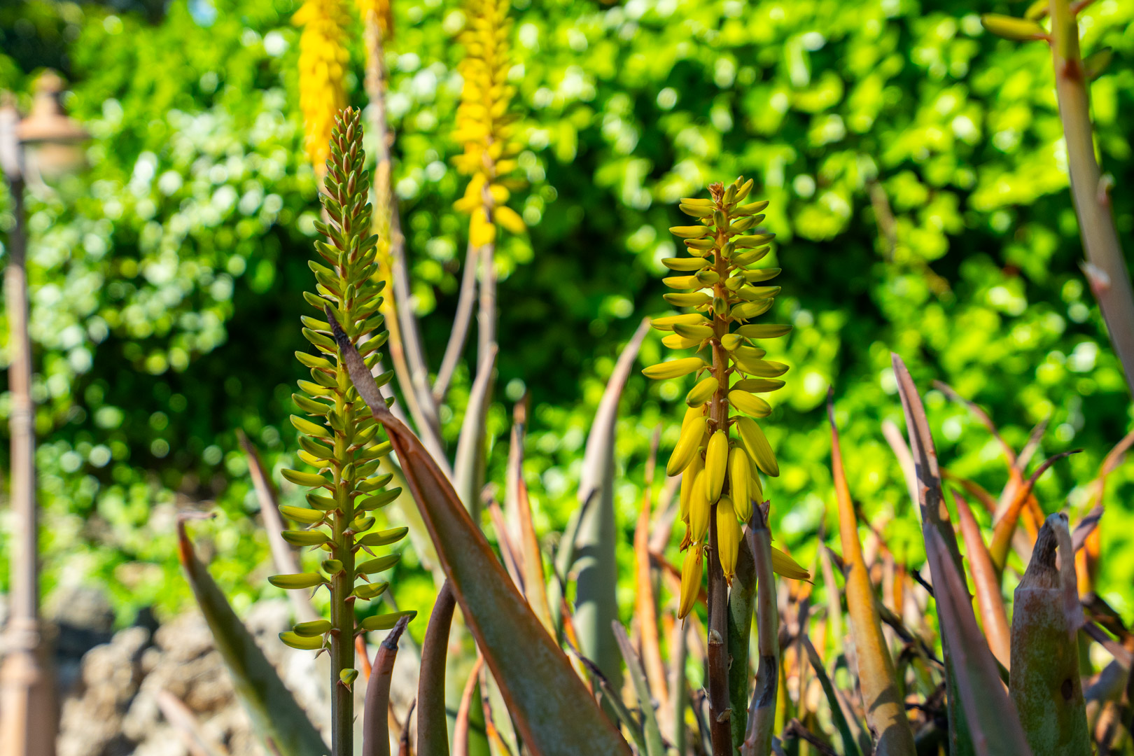 Gros plan de fleurs d'aloès jaunes dans le jardin méditerranéen, mettant en valeur la flore locale et la lumière naturelle sur un fond de verdure.