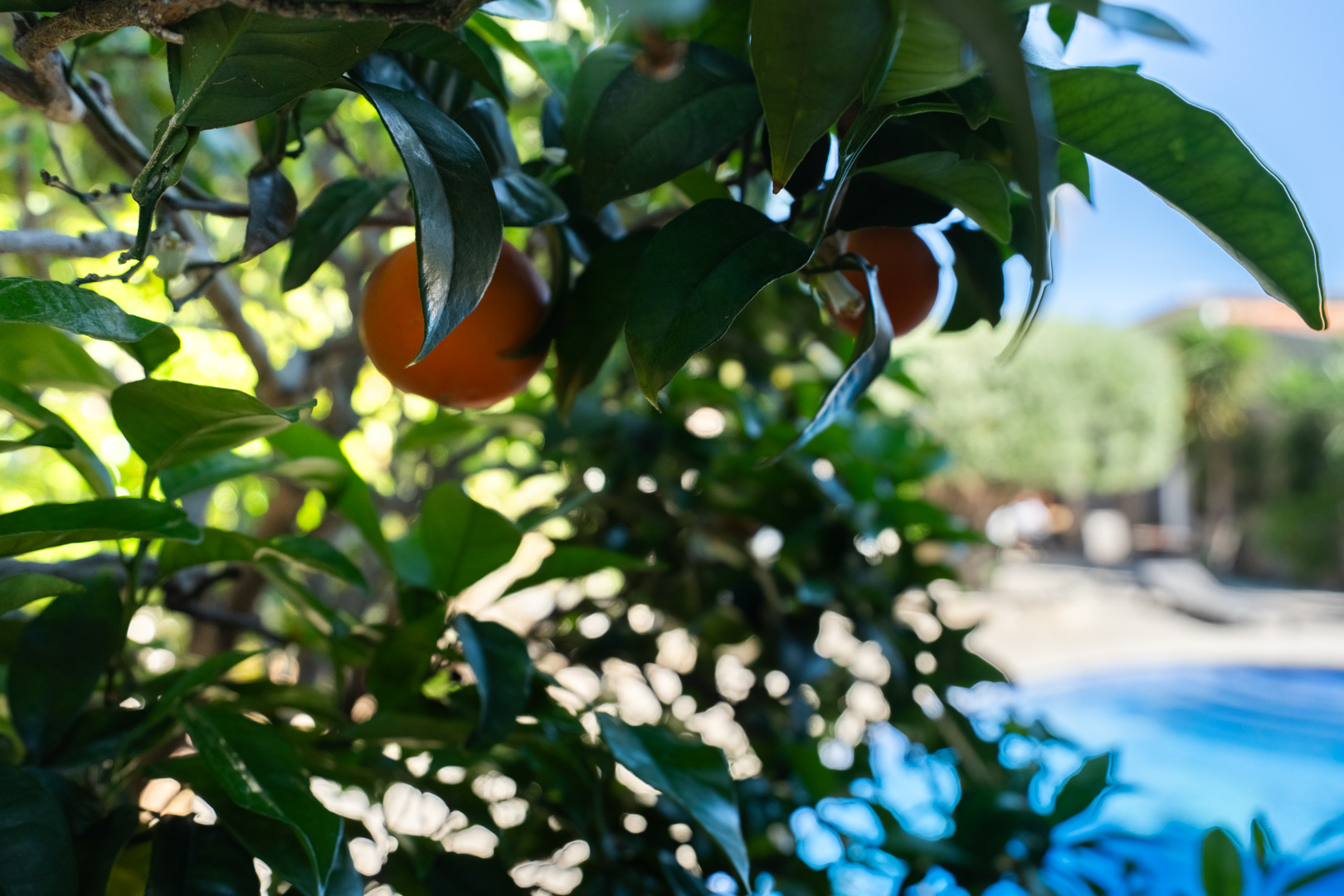 Gros plan d'un oranger aux fruits mûrs dans le jardin méditerranéen, avec la zone de la piscine visible en arrière-plan sous le soleil.