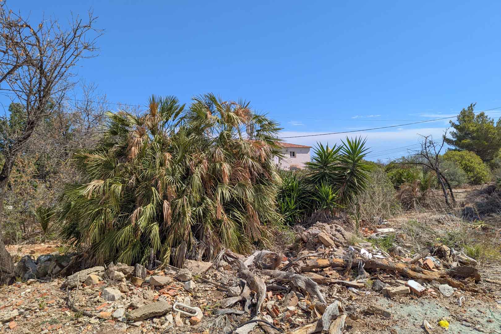 Terrain urbain avec une végétation méditerranéenne composée de palmiers et de yuccas. Le site est baigné de lumière naturelle avec des habitations environnantes visibles.