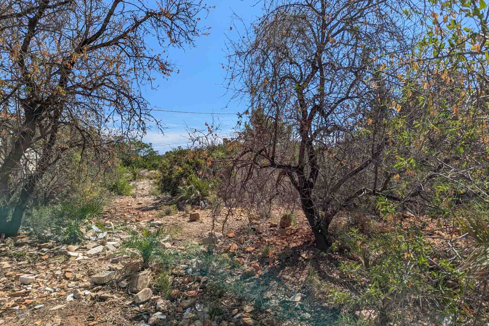 Vue du terrain naturel avec une végétation indigène et un sol pierreux sous un ciel bleu clair. Le site comprend des arbres matures et des arbustes.