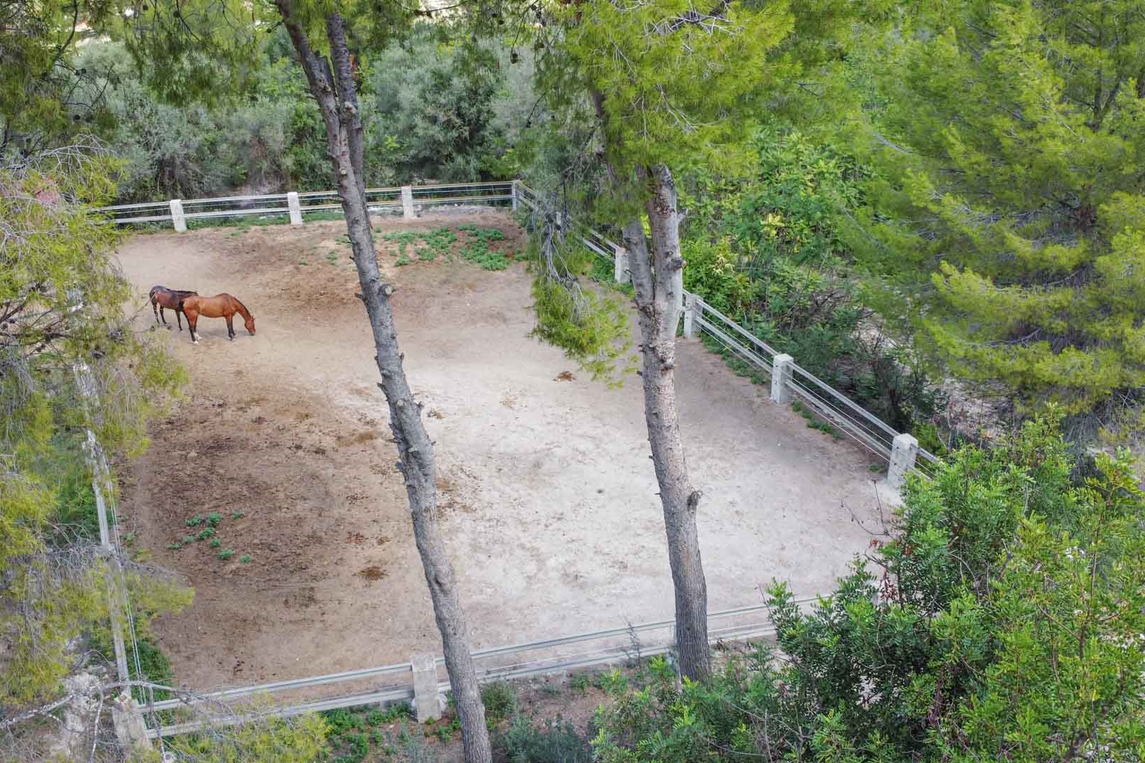 Vue aérienne du paddock clôturé pour chevaux, entouré de pins matures, offrant un espace sécurisé et ombragé au cœur de la nature.