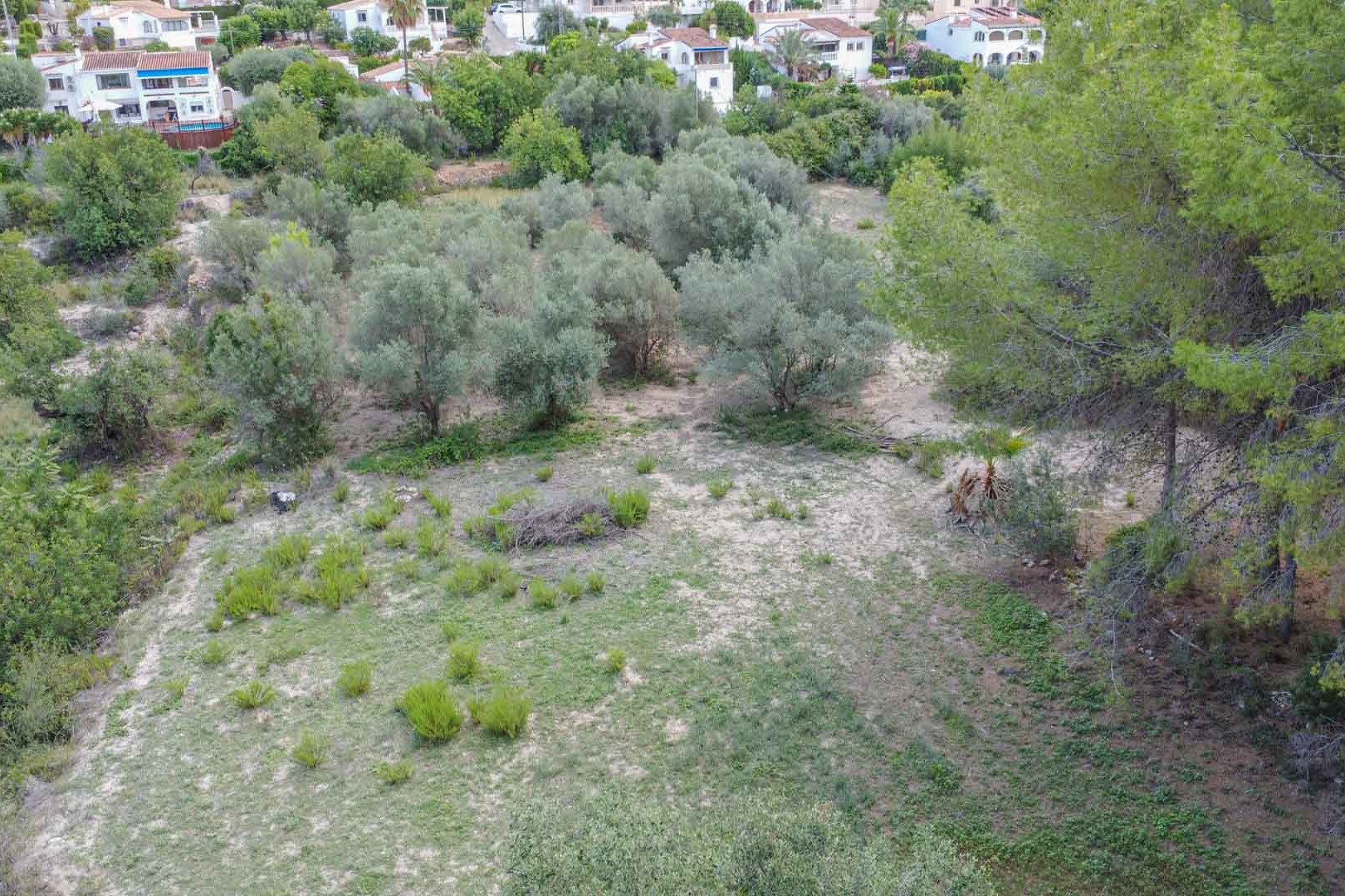 Vue aérienne du terrain naturel avec oliviers et pins méditerranéens, illustrant le relief rustique et la végétation locale dans les environs d'Orba.