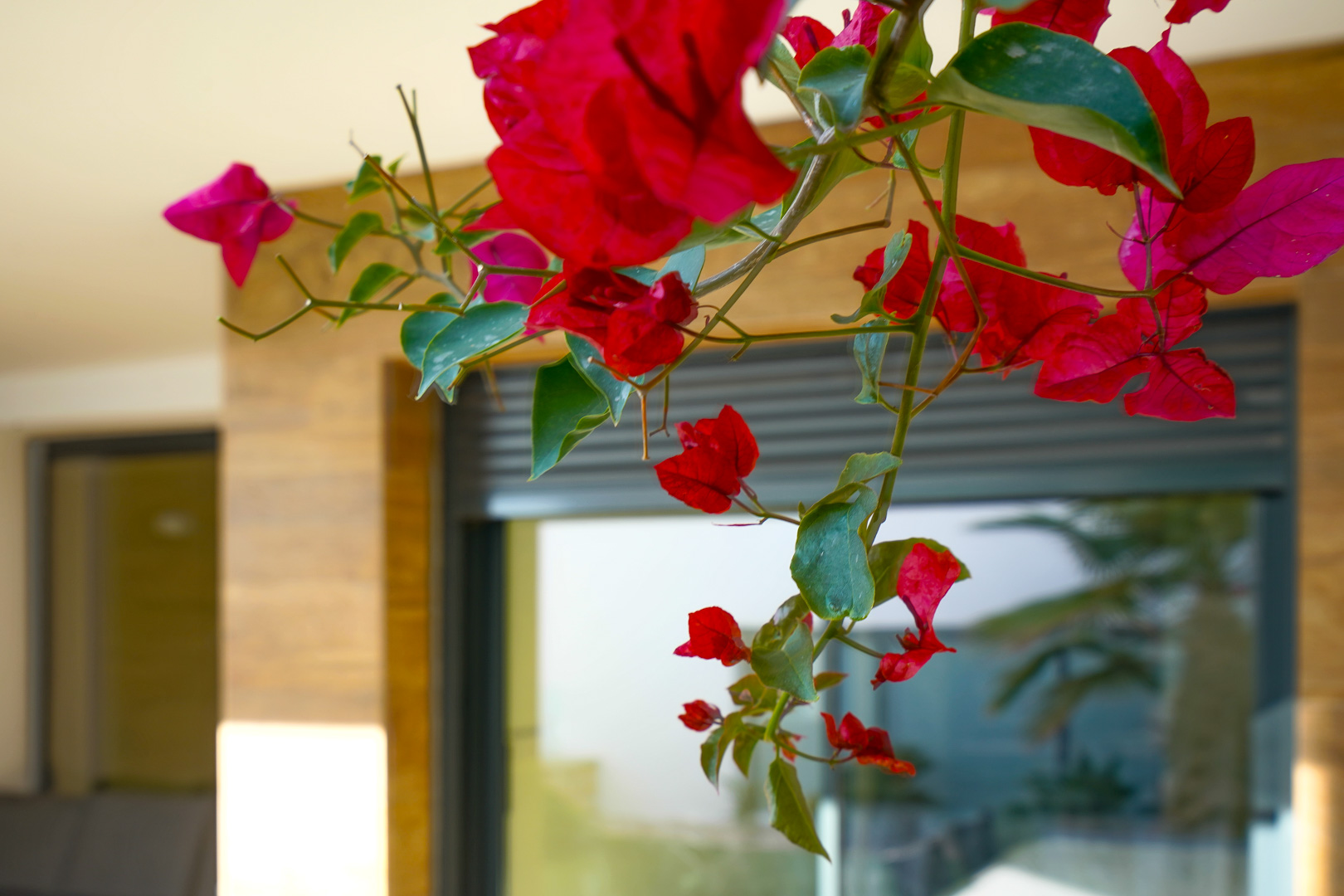 Gros plan sur des bougainvilliers avec la façade moderne en arrière-plan, illustrant les volets électriques et le revêtement en pierre naturelle.
