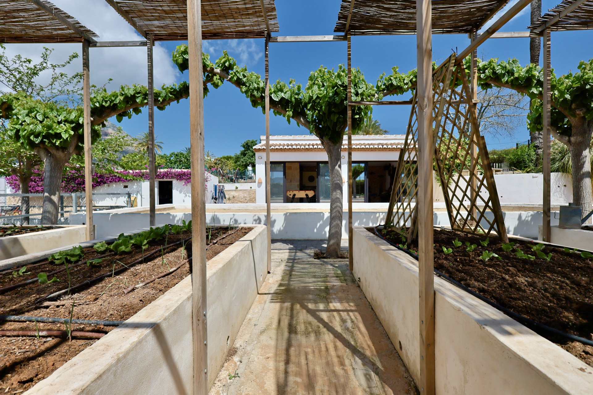 Vue du potager surélevé avec structure en bois et jeunes plants à Jávea.