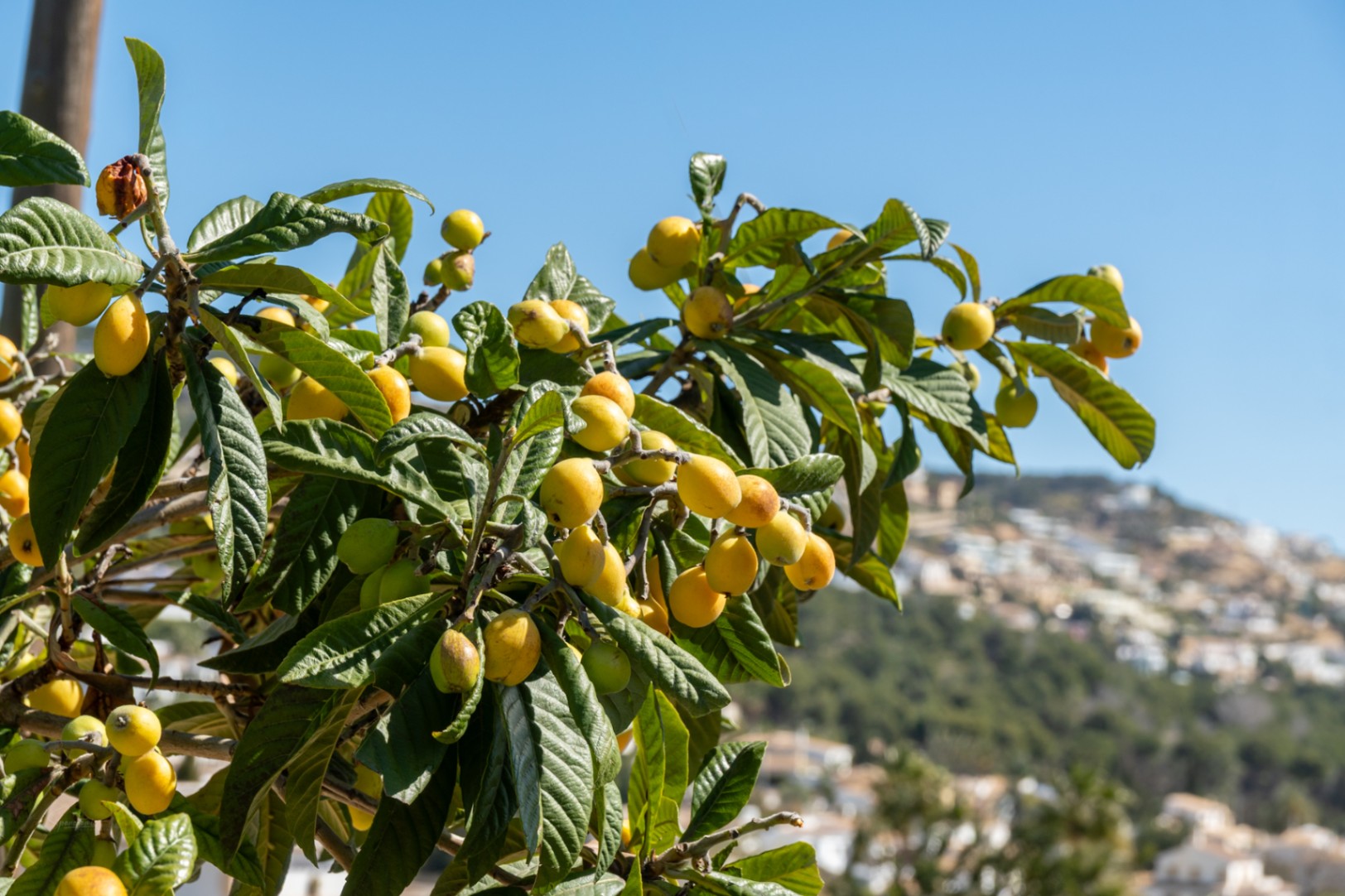 Gros plan d'un néflier avec des fruits mûrs dans le jardin de la villa, offrant une vue sur le paysage méditerranéen et les collines résidentielles de Jávea.