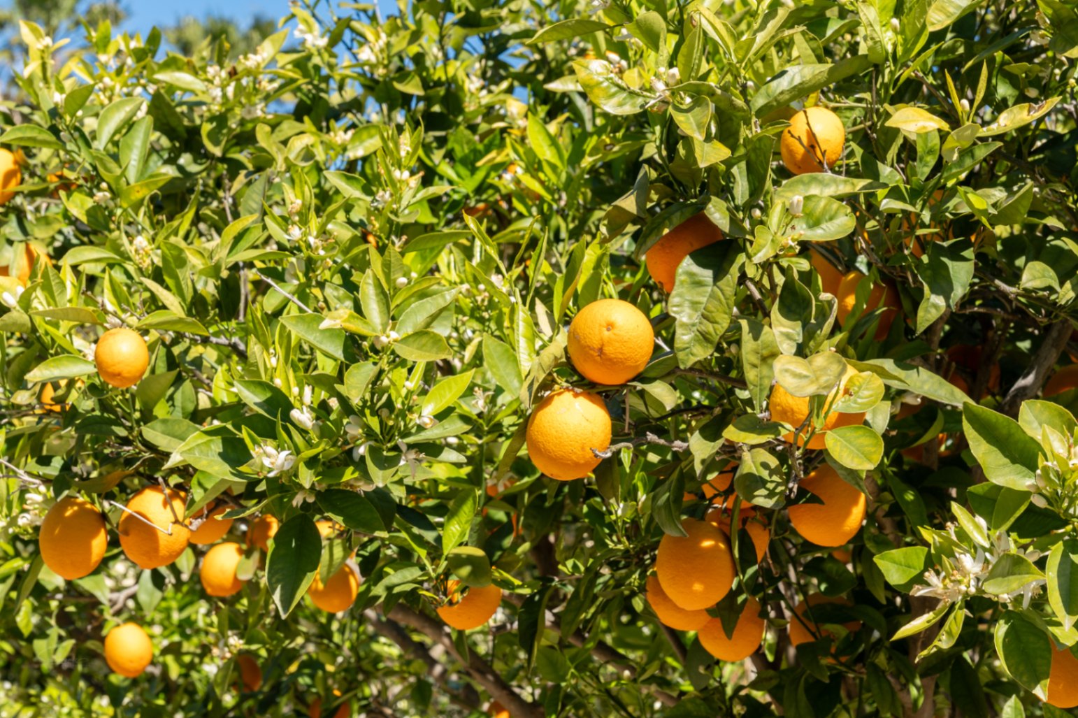 Gros plan d'un oranger dans le jardin de la villa, présentant des fruits mûrs et des fleurs d'oranger sous le soleil de la Costa Blanca.
