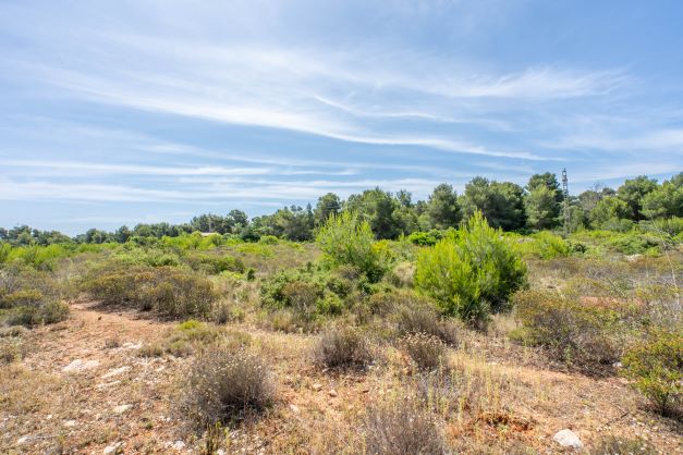 Vue de la parcelle avec végétation indigène et ciel bleu dégagé.