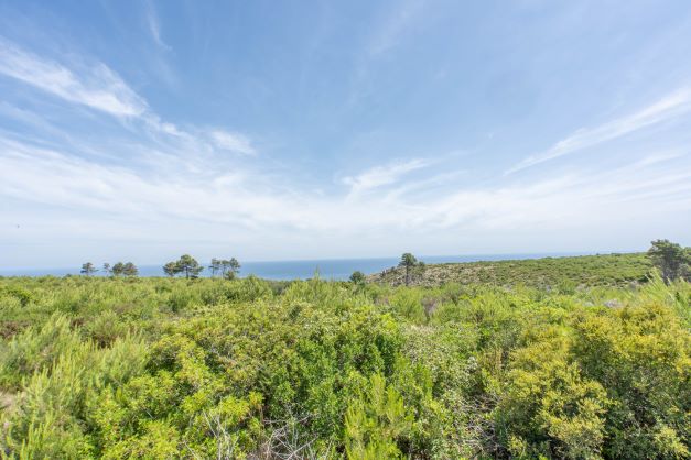 Vue de la parcelle avec végétation indigène et horizon maritime sous un ciel partiellement nuageux.