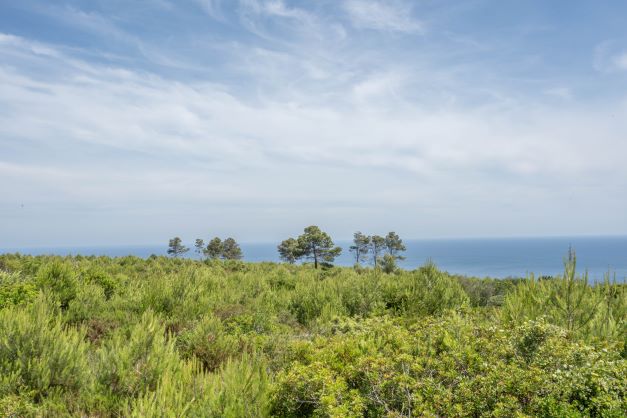Vue de la parcelle avec végétation indigène et la mer Méditerranée en arrière-plan.