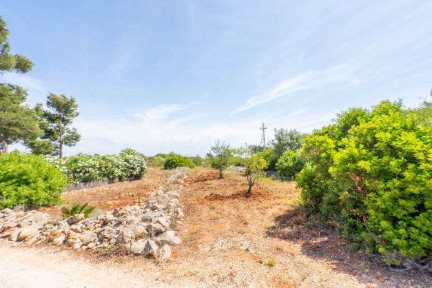 Vue de la parcelle avec végétation méditerranéenne et mur en pierre rustique.