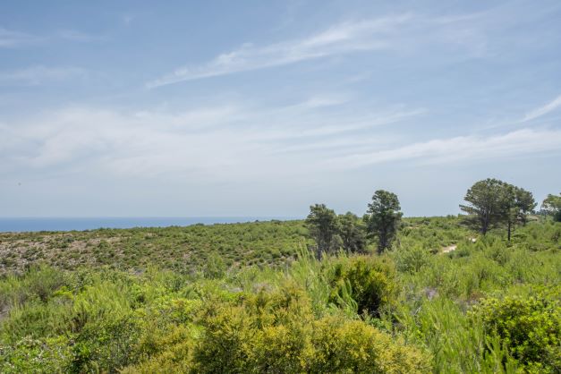 Vue panoramique de la parcelle avec végétation indigène et la mer en arrière-plan.
