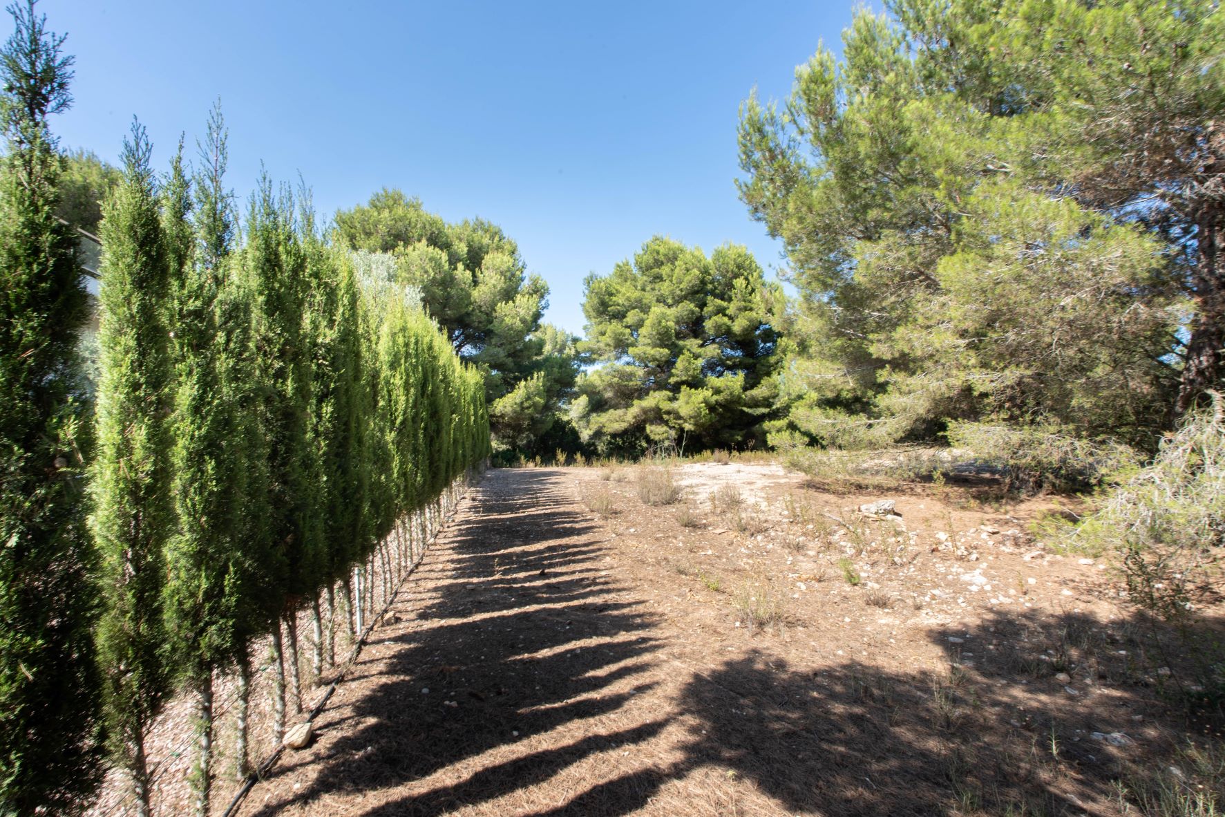 Vue de la parcelle avec une rangée de cyprès et de végétation naturelle.