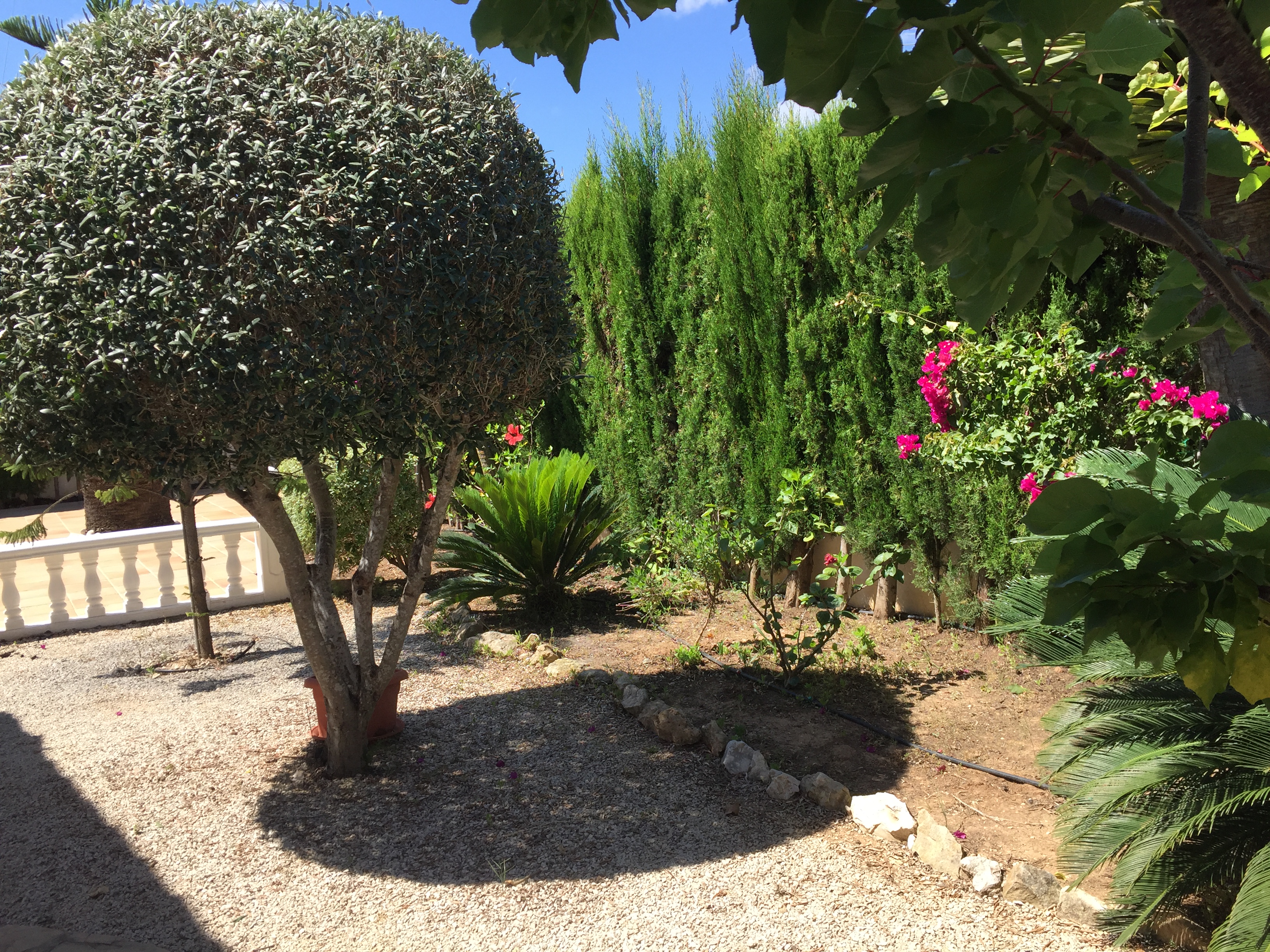 Détail du jardin avec gravier, haies de cyprès et bougainvilliers.