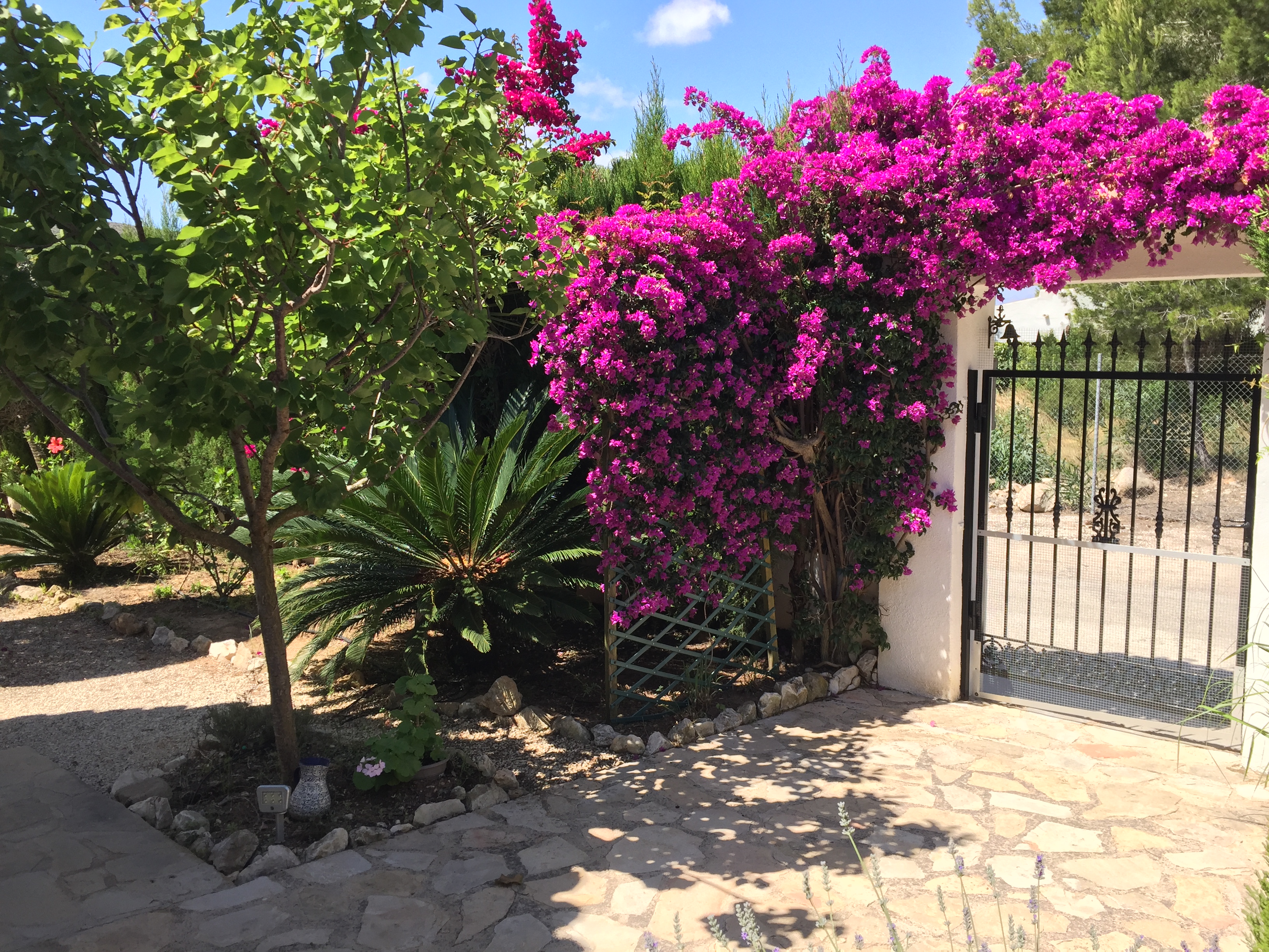 Entrée paysagée avec bougainvilliers fuchsia et pavage en pierre irrégulière.