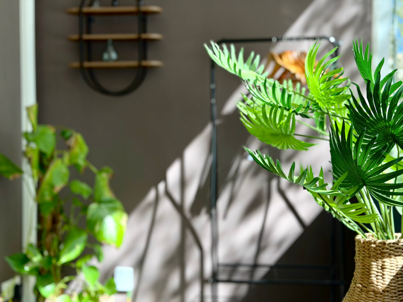 Détail intérieur avec des plantes, une étagère en bois et la lumière naturelle créant des ombres sur le mur.