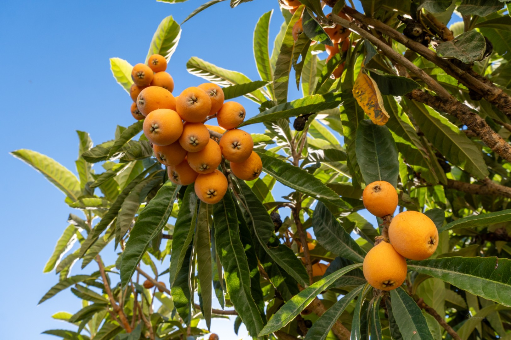 Nèfles mûres orange vif en grappes sur les branches, entourées de feuilles vertes luxuriantes sous un ciel bleu clair.