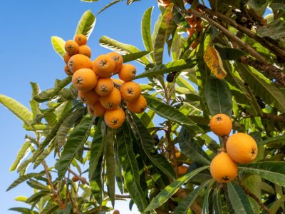 Nèfles mûres orange vif en grappes sur les branches, entourées de feuilles vertes luxuriantes sous un ciel bleu clair.