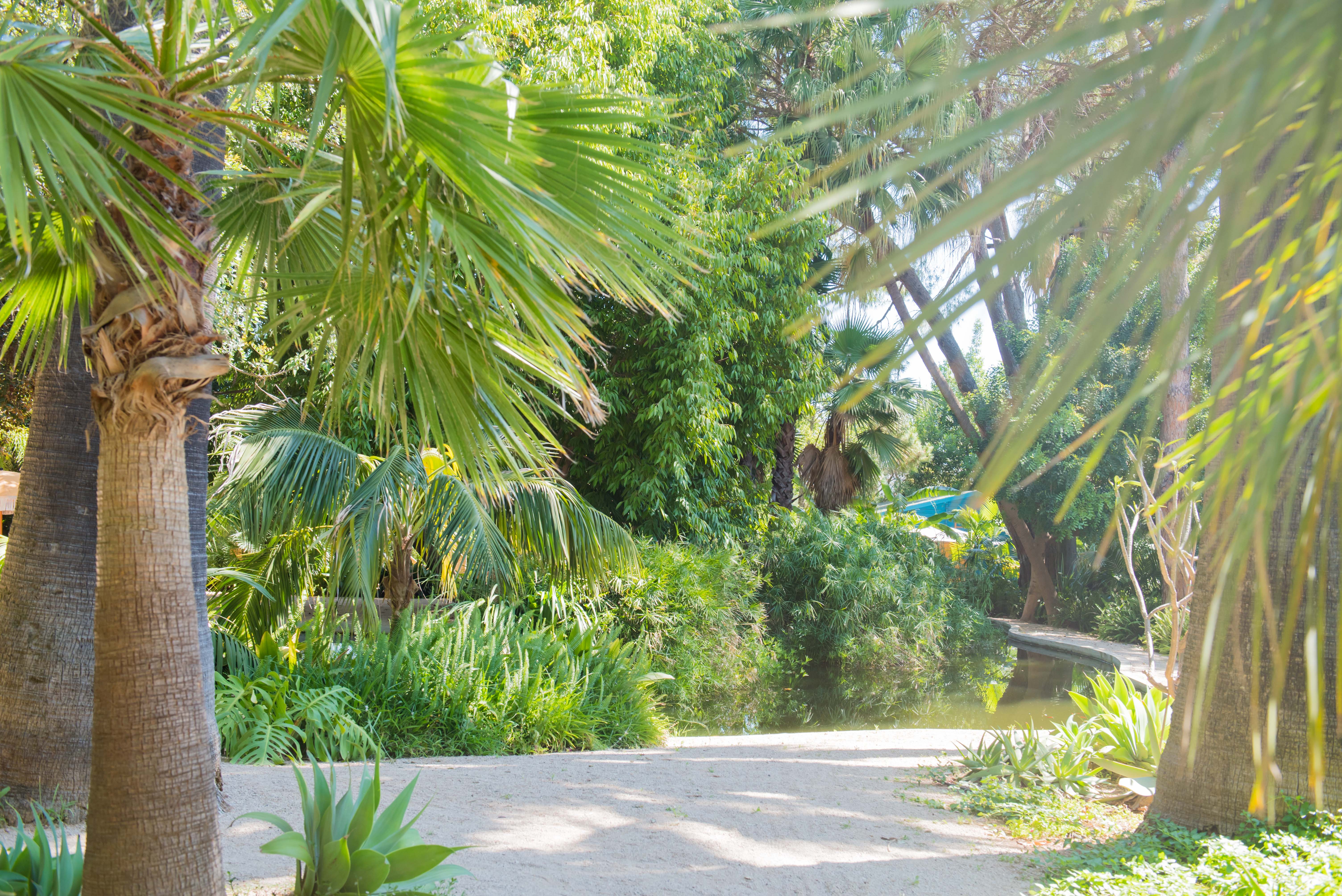 Un sentier sablonneux ensoleillé serpente à travers un jardin tropical luxuriant, bordé de palmiers matures et d'une végétation dense, menant à un étang paisible avec un petit pont en bois.