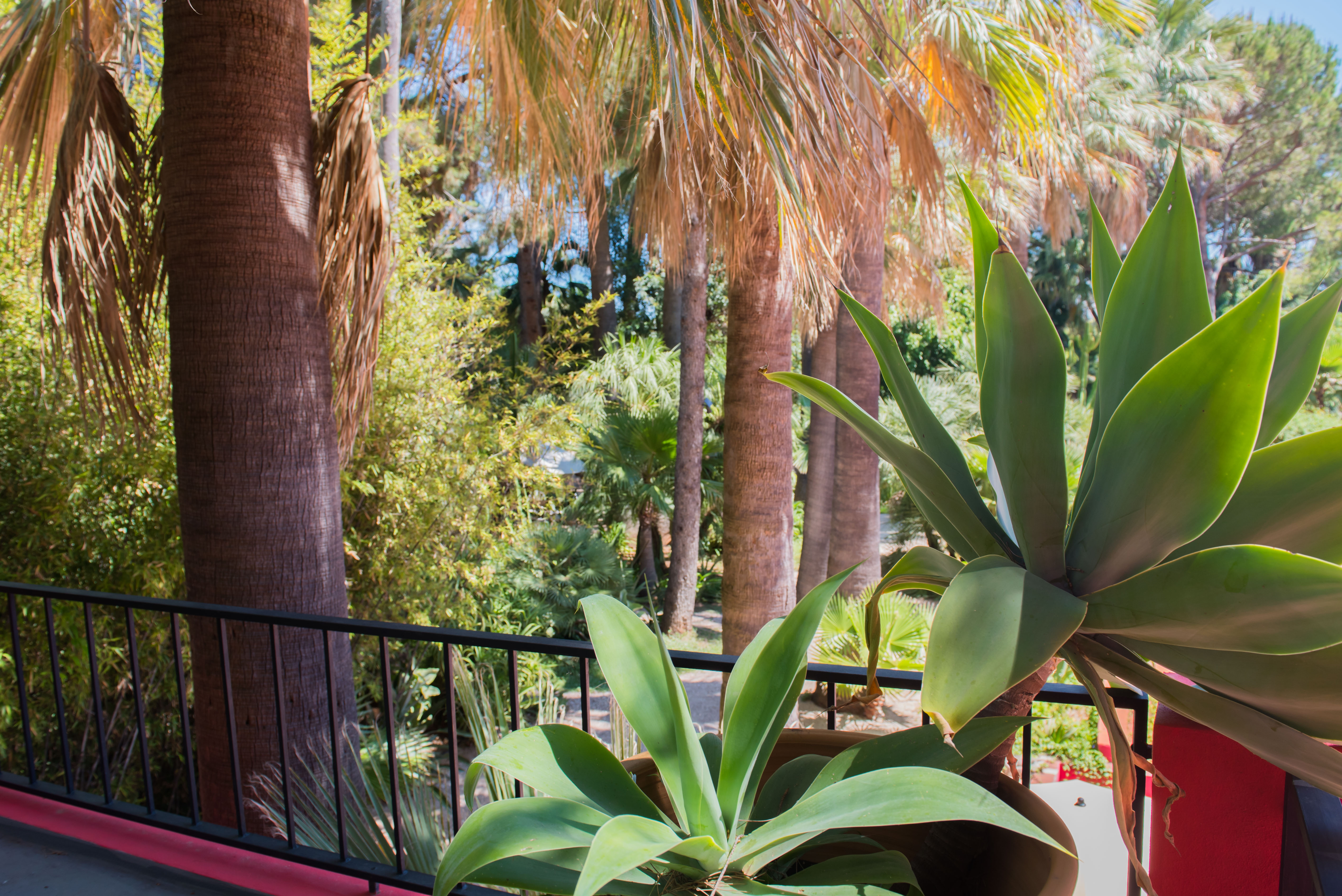 Vue de balcon sur un jardin tropical luxuriant avec de hauts palmiers et des agaves verts en pot. La balustrade en métal noir est accentuée par une base rouge distinctive.