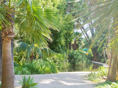 Un sentier sablonneux ensoleillé serpente à travers un jardin tropical luxuriant, bordé de palmiers matures et d'une végétation dense, menant à un étang paisible avec un petit pont en bois.