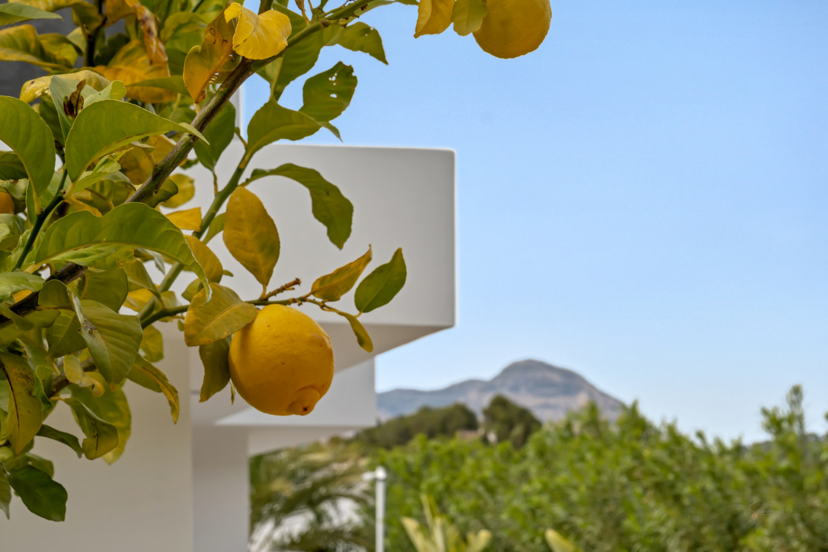 Branche de citronnier avec fruits mûrs au premier plan, devant une architecture blanche moderne et des montagnes lointaines sous un ciel clair.