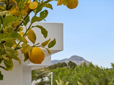 Branche de citronnier avec fruits mûrs au premier plan, devant une architecture blanche moderne et des montagnes lointaines sous un ciel clair.
