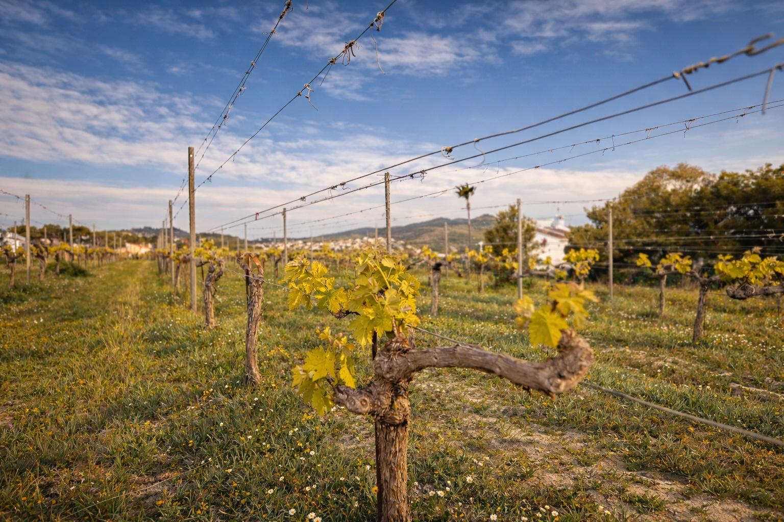 Vue détaillée d'un vignoble avec de jeunes feuilles vert-jaune, des poteaux en bois et des fils de support. Un bâtiment blanc et des collines sont visibles en arrière-plan sous un ciel bleu nuageux. Vue détaillée d'un vignoble avec de jeunes feuilles vert-jaune, des poteaux en bois et des fils de support. Un bâtiment blanc et des collines sont visibles en arrière-plan sous un ciel bleu nuageux.