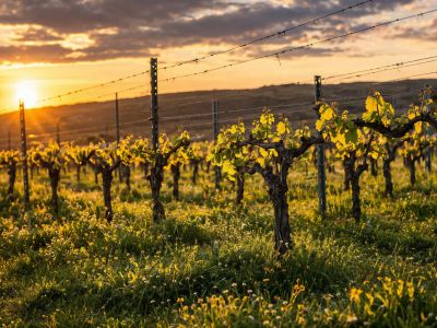 La lumière dorée du crépuscule illumine les jeunes feuilles des vignes palissées, sur un tapis d'herbe et de petites fleurs sauvages. Un coucher de soleil chaud brille à l'horizon.