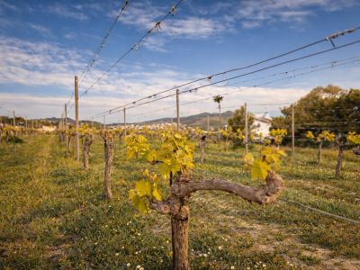 Vue détaillée d'un vignoble avec de jeunes feuilles vert-jaune, des poteaux en bois et des fils de support. Un bâtiment blanc et des collines sont visibles en arrière-plan sous un ciel bleu nuageux.