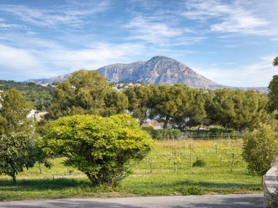 Vue panoramique sur la campagne avec des vignobles au premier plan, des arbres luxuriants et le Montgó majestueux sous un ciel bleu clair.