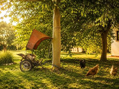 Une charrette rustique à deux roues avec auvent orange repose sous un arbre, tandis que trois poules paissent sur une pelouse ensoleillée devant un bâtiment éloigné.