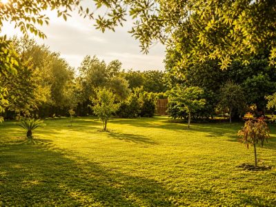 Vaste pelouse entretenue baignée par la lumière dorée du coucher de soleil, avec divers arbres matures et jeunes. De longues ombres s'étirent sur l'herbe verte.