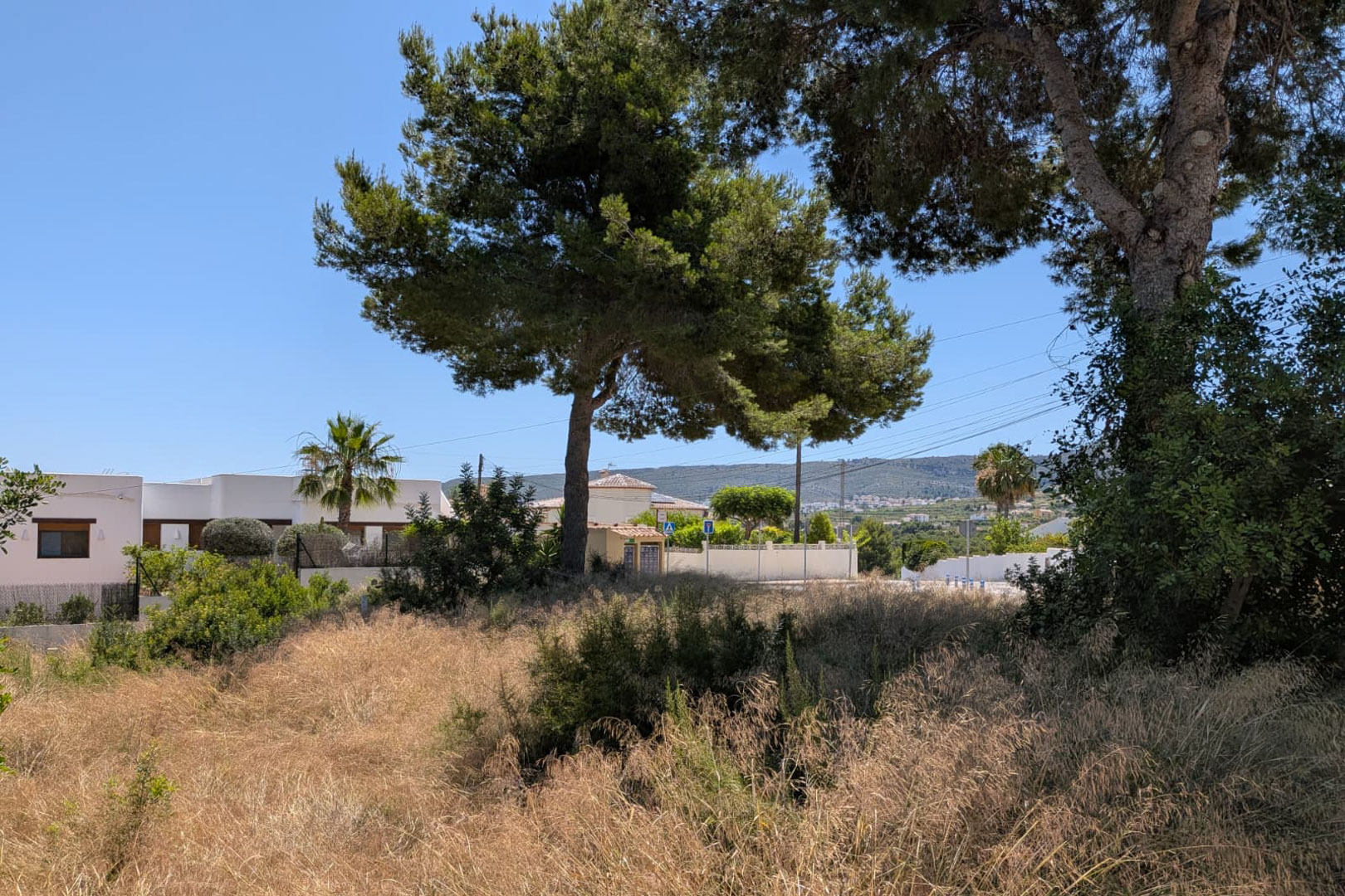 Vue de la végétation naturelle de la parcelle, avec herbe sèche et pins matures sous un ciel bleu clair. Des bâtiments résidentiels et collines lointaines sont visibles en arrière-plan. Vue de la végétation naturelle de la parcelle, avec herbe sèche et pins matures sous un ciel bleu clair. Des bâtiments résidentiels et collines lointaines sont visibles en arrière-plan.