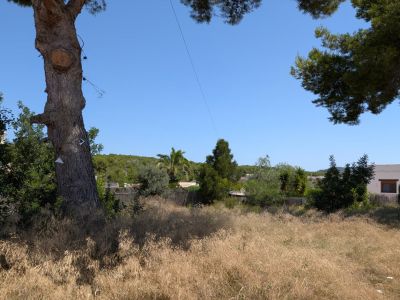 Parcelle avec herbe sèche dorée et un grand tronc d'arbre. Végétation méditerranéenne et un bâtiment blanc lointain sont visibles sous un ciel bleu clair.