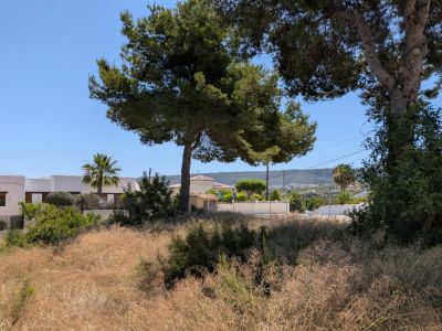 Vue de la végétation naturelle de la parcelle, avec herbe sèche et pins matures sous un ciel bleu clair. Des bâtiments résidentiels et collines lointaines sont visibles en arrière-plan.
