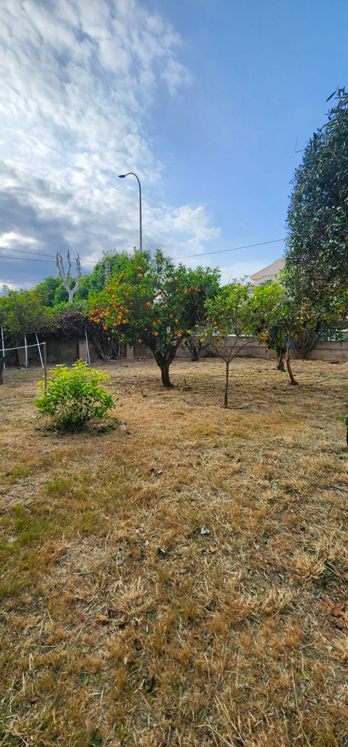 Jardin avec pelouse sèche et un oranger abondant en fruits, délimité par une clôture sous un ciel partiellement nuageux.