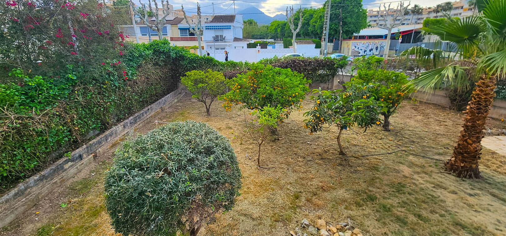 Jardin avec plusieurs arbres fruitiers, dont des orangers et des néfliers, et un palmier. Le sol est couvert d'herbe sèche, bordé de haies vertes et de maisons en arrière-plan.