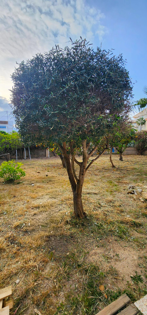 Jardin avec un arbre à feuilles persistantes au centre et un sol couvert d'herbe sèche. À l'arrière-plan, des arbres fruitiers avec des oranges et des bâtiments résidentiels sont visibles sous un ciel nuageux.