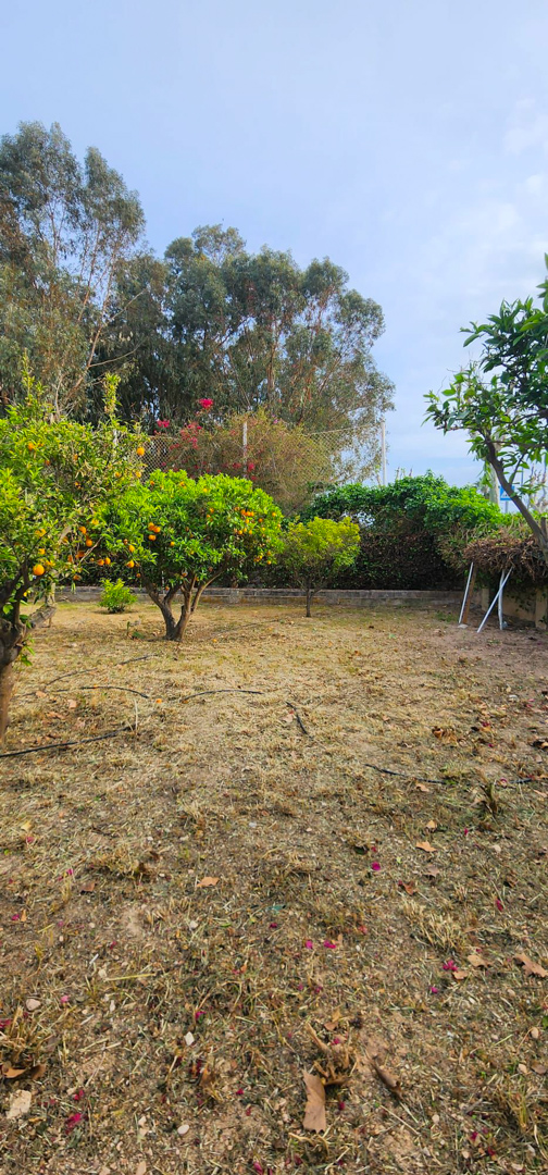 Le jardin montre des arbres fruitiers chargés d'oranges, un muret en pierre et un sol sec avec des lignes d'irrigation. Un feuillage vert luxuriant forme l'arrière-plan sous un ciel clair.