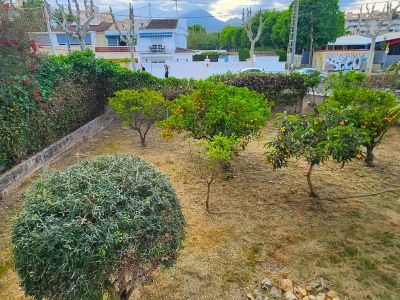 Jardin avec plusieurs arbres fruitiers, dont des orangers et des néfliers, et un palmier. Le sol est couvert d'herbe sèche, bordé de haies vertes et de maisons en arrière-plan.