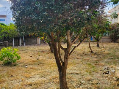 Jardin avec un arbre à feuilles persistantes au centre et un sol couvert d'herbe sèche. À l'arrière-plan, des arbres fruitiers avec des oranges et des bâtiments résidentiels sont visibles sous un ciel nuageux.