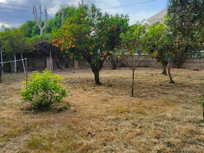 Jardin extérieur avec pelouse sèche et plusieurs arbres fruitiers, dont un oranger chargé de fruits mûrs, sous un ciel partiellement nuageux.