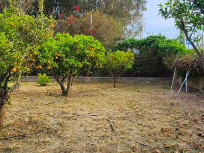 Le jardin montre des arbres fruitiers chargés d'oranges, un muret en pierre et un sol sec avec des lignes d'irrigation. Un feuillage vert luxuriant forme l'arrière-plan sous un ciel clair.