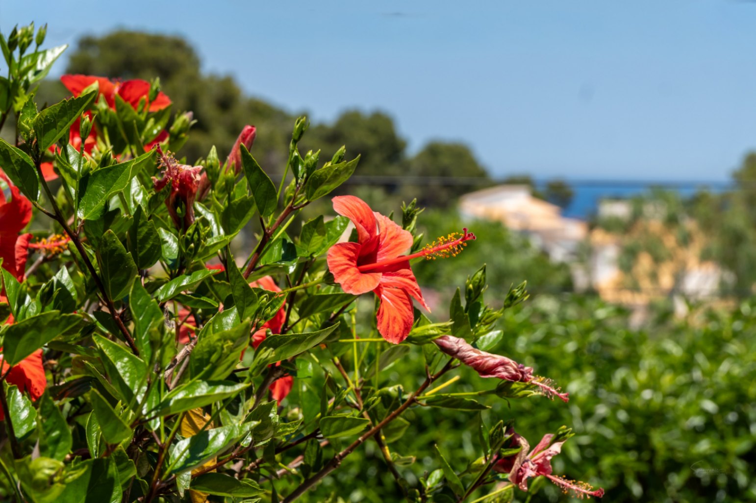 Fleurs d'hibiscus rouges éclatantes avec un feuillage vert luxuriant au premier plan, offrant une vue lointaine et floue sur la mer Méditerranée bleue.