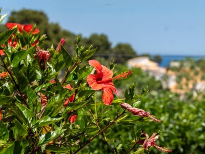 Fleurs d'hibiscus rouges éclatantes avec un feuillage vert luxuriant au premier plan, offrant une vue lointaine et floue sur la mer Méditerranée bleue.