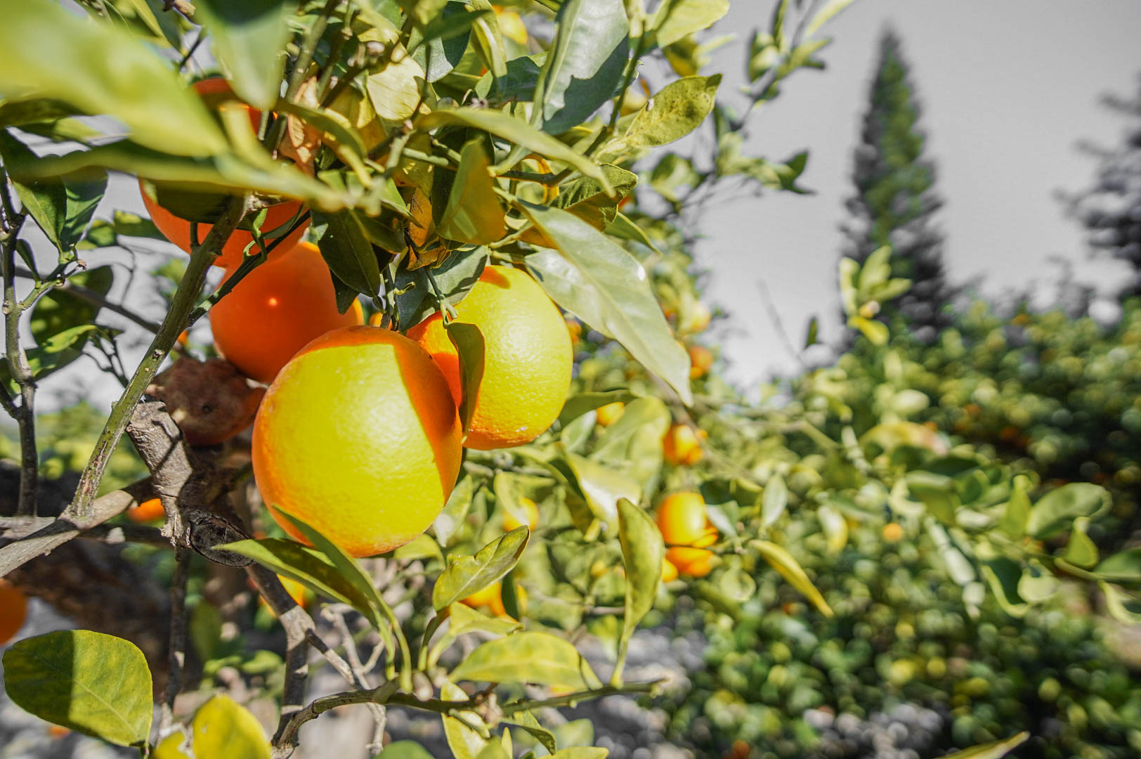 Jardin avec arbres fruitiers